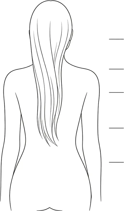 Schéma au trait d’une silhouette vue de dos, avec les niveaux de longueur des cheveux indiqués à côté d’elle
